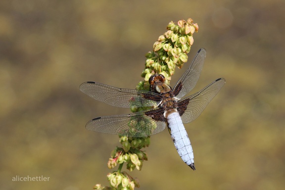 Plattbauch (Libellula depressa)